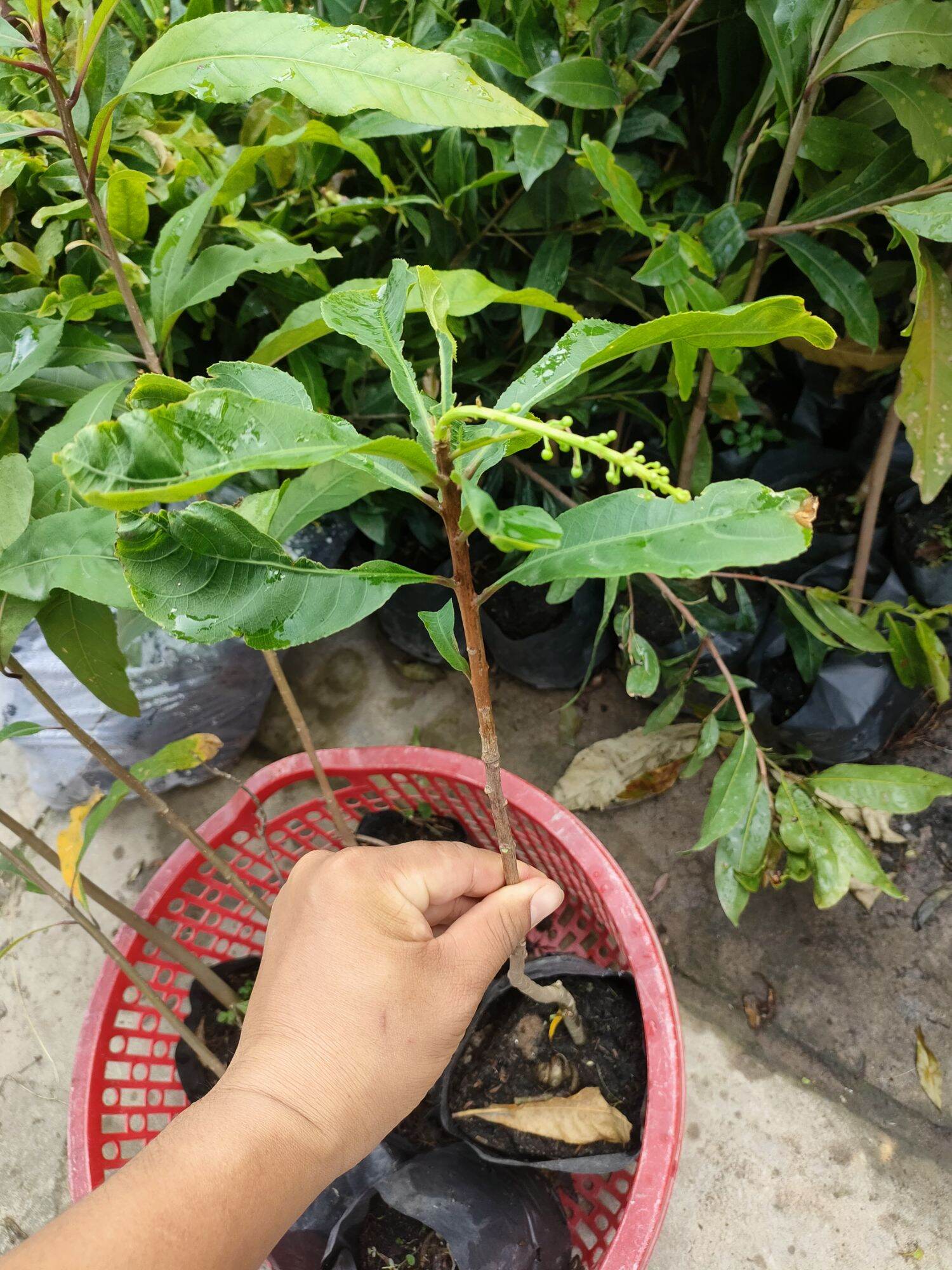 Combo 10 cây lộc vừng hoa đỏ