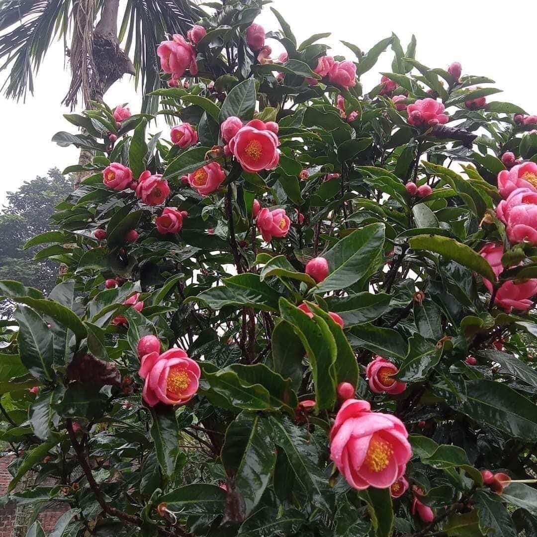 Cây giống hoa hải đường (1 cây)