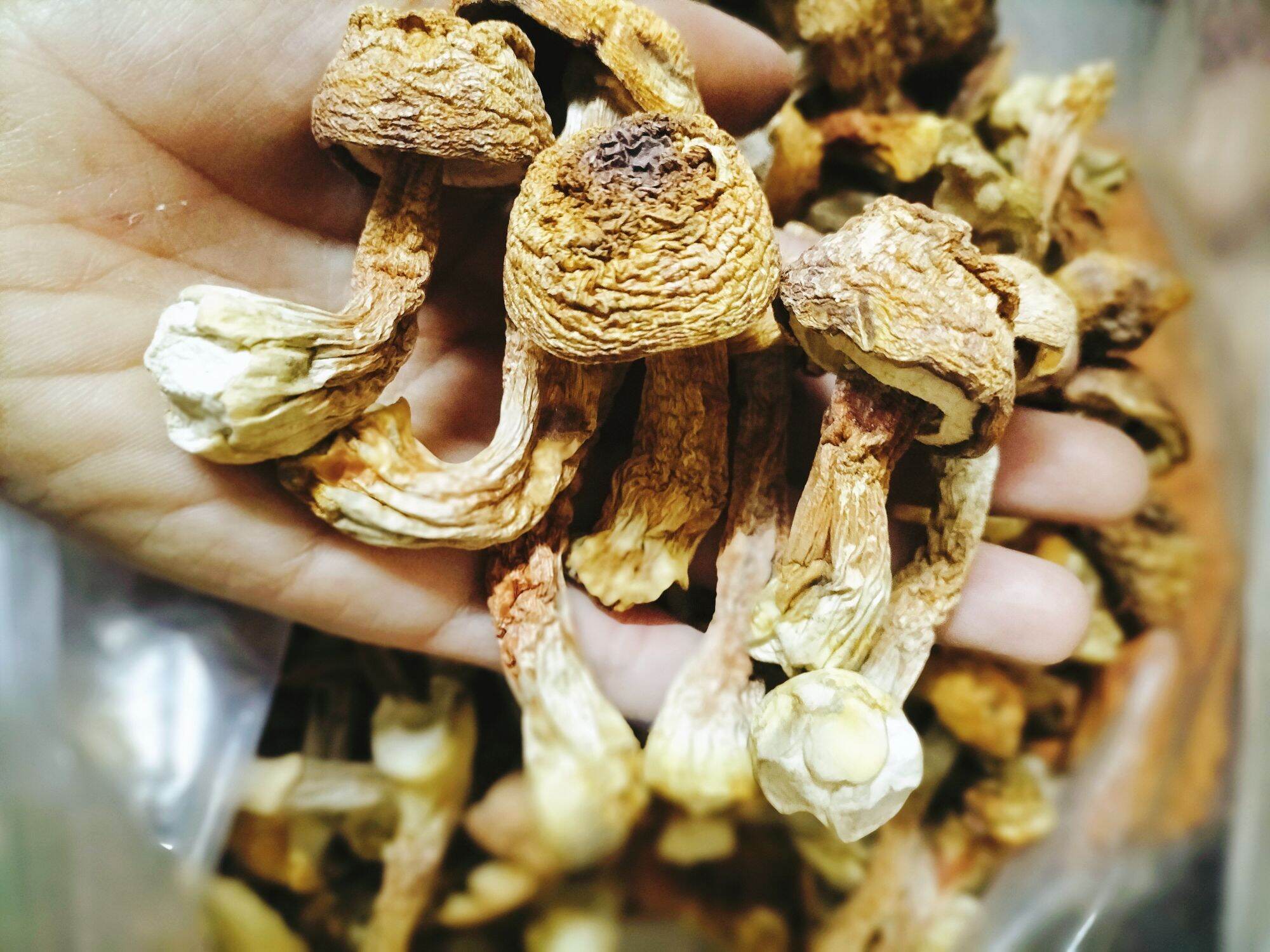 Nấm Tùng Nhung (nấm thái dương)