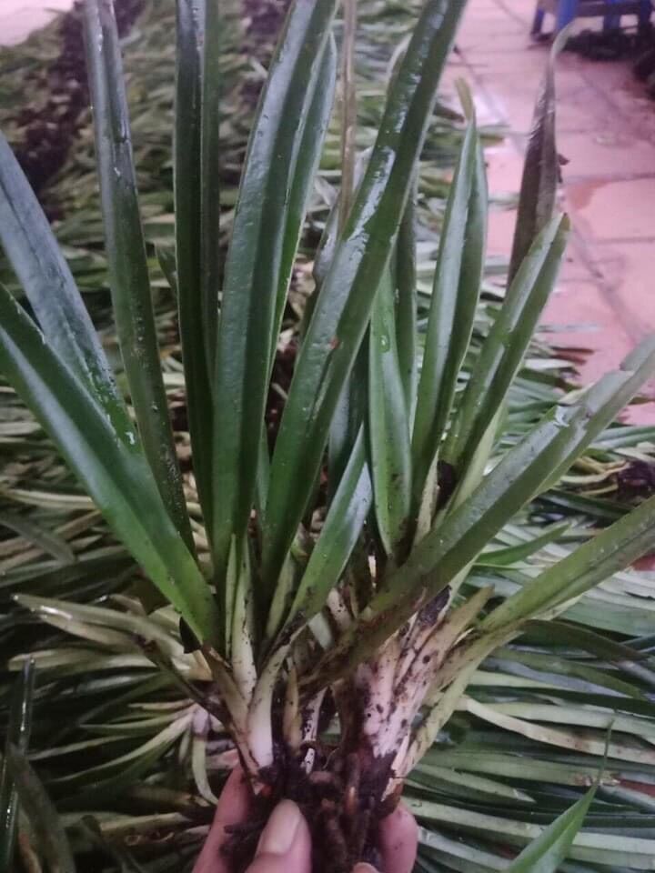Cây giống hoa diên vỹ(2 cây)