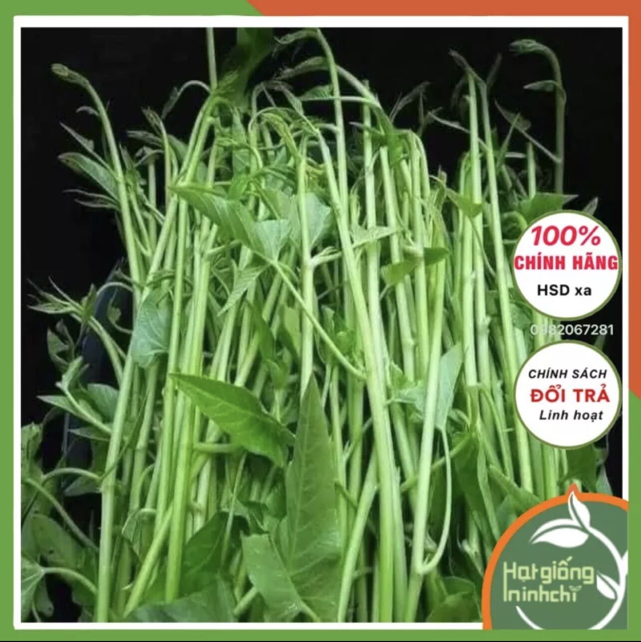 500gr Hạt giống rau muống siêu ngọn (siêu đọt) Thái Lan, thuộc loại Rau củ quả dễ trồng, kháng bệnh tốt