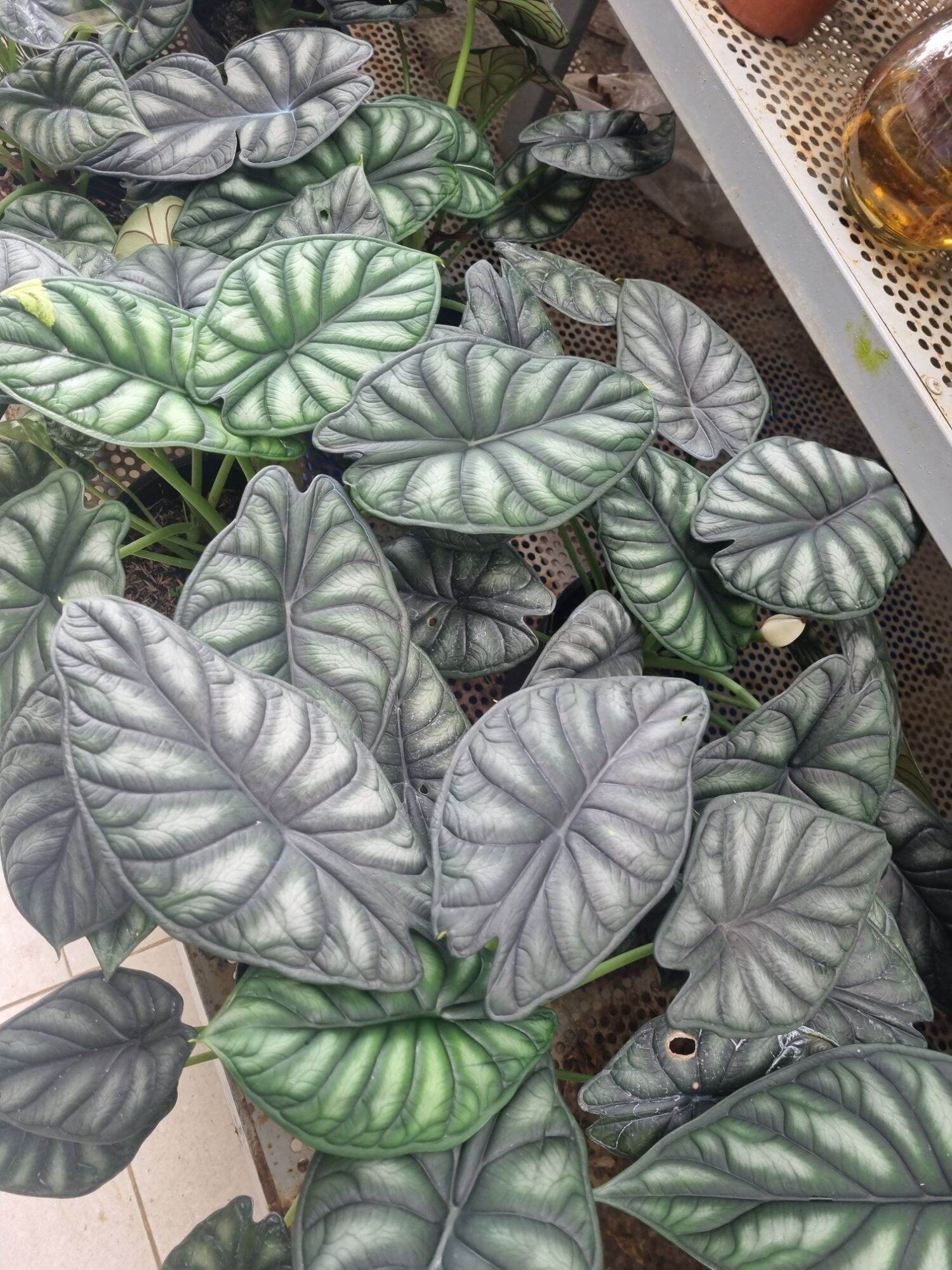 Cây rồng xanh - Alocasia dragon scale -