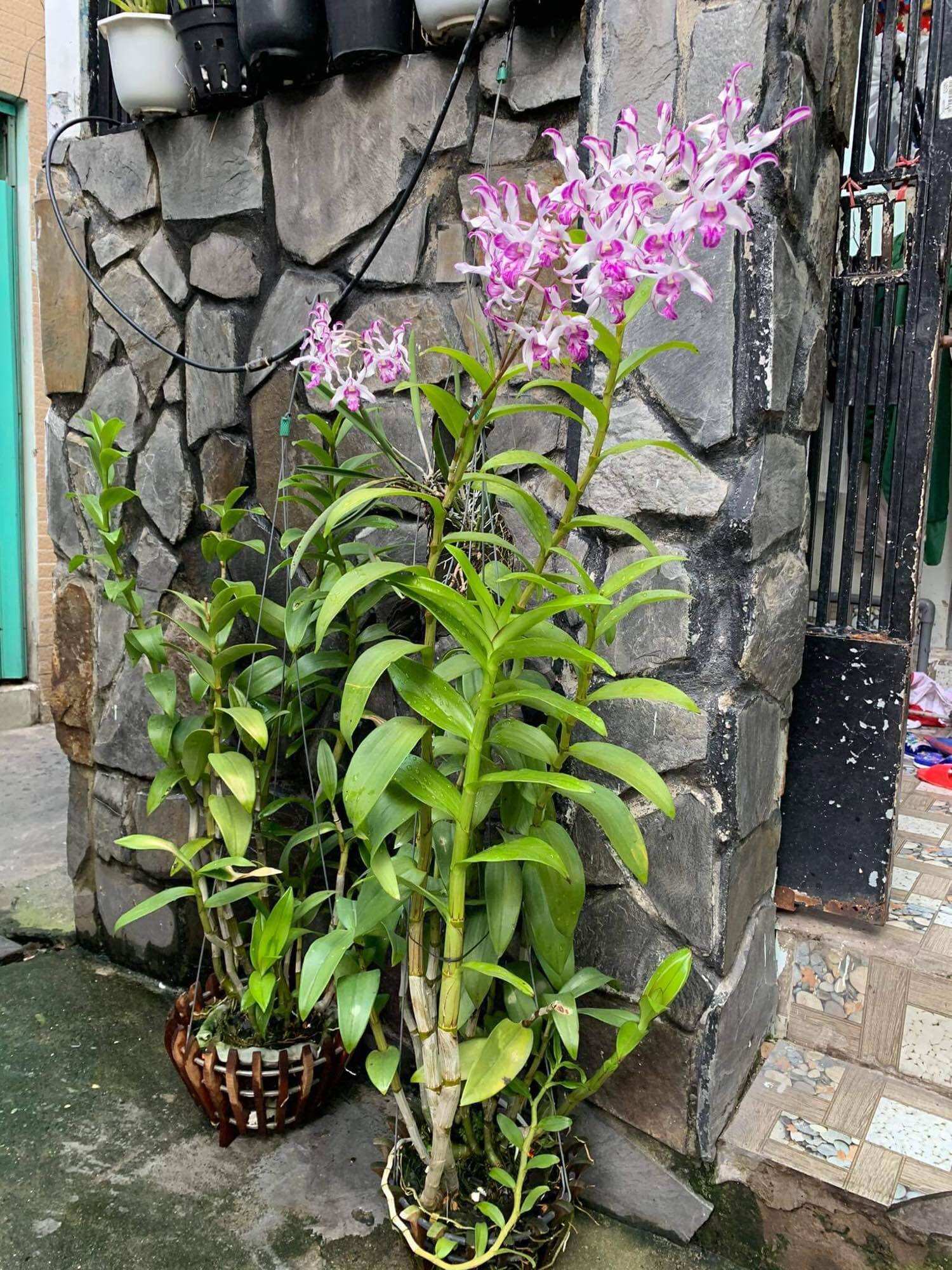 Thuốc trị nấm bệnh Aliette