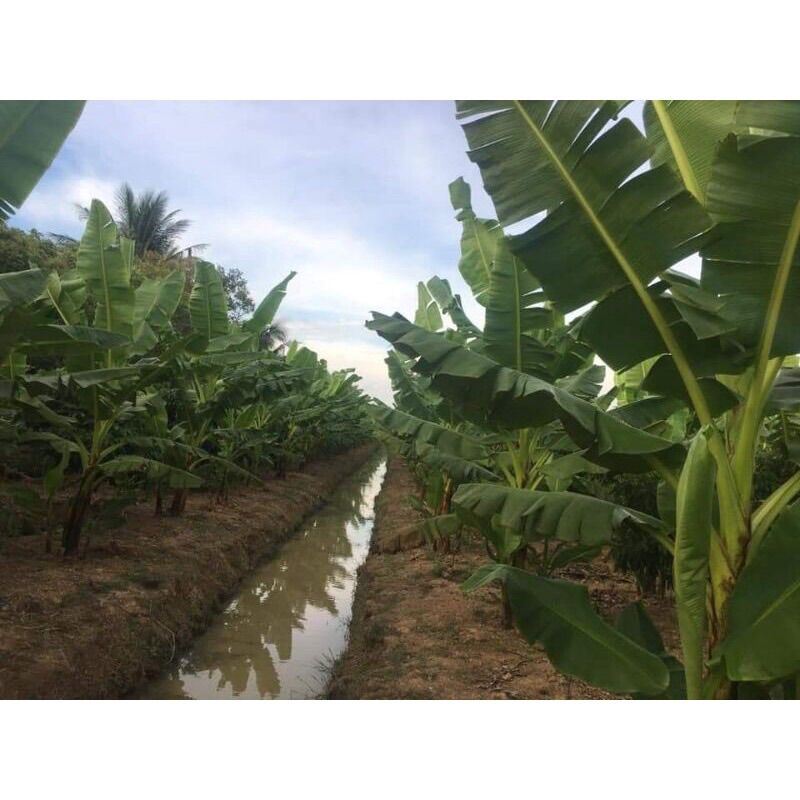 Cây giống chuối cao 50cm