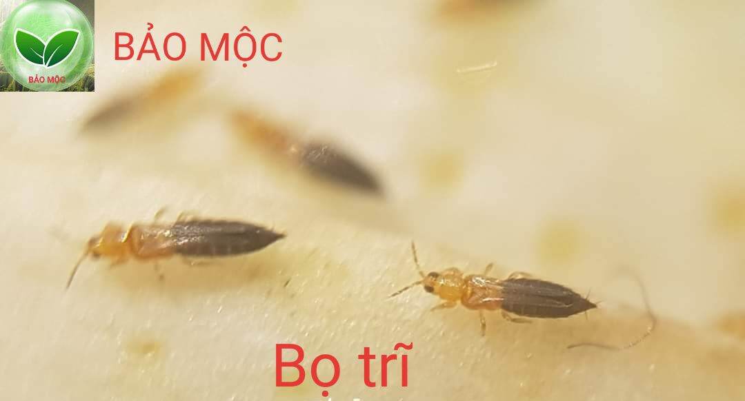 Trừ nhện đỏ - nhện bạc - sâu lá - bọ trĩ