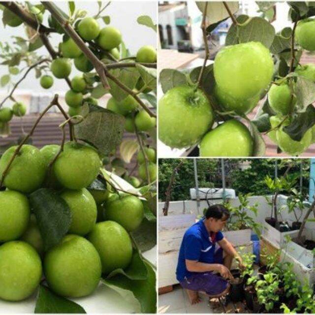 Cây táo thái lan bầu to cây đẹp, cao 100cm, đang bông trái.
