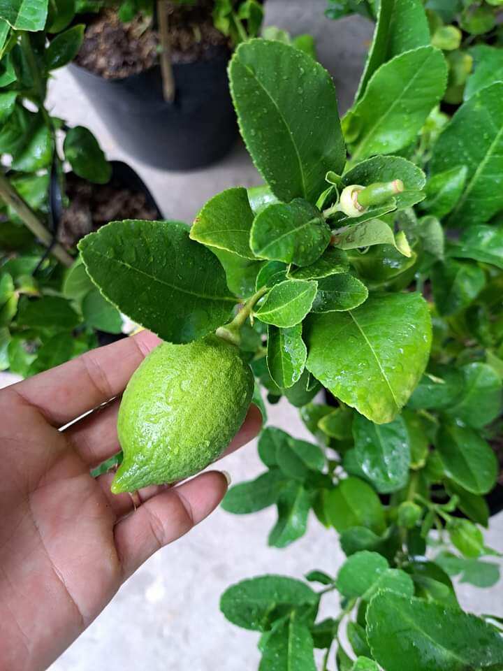 Cây Chanh Mỹ Vàng đang trái