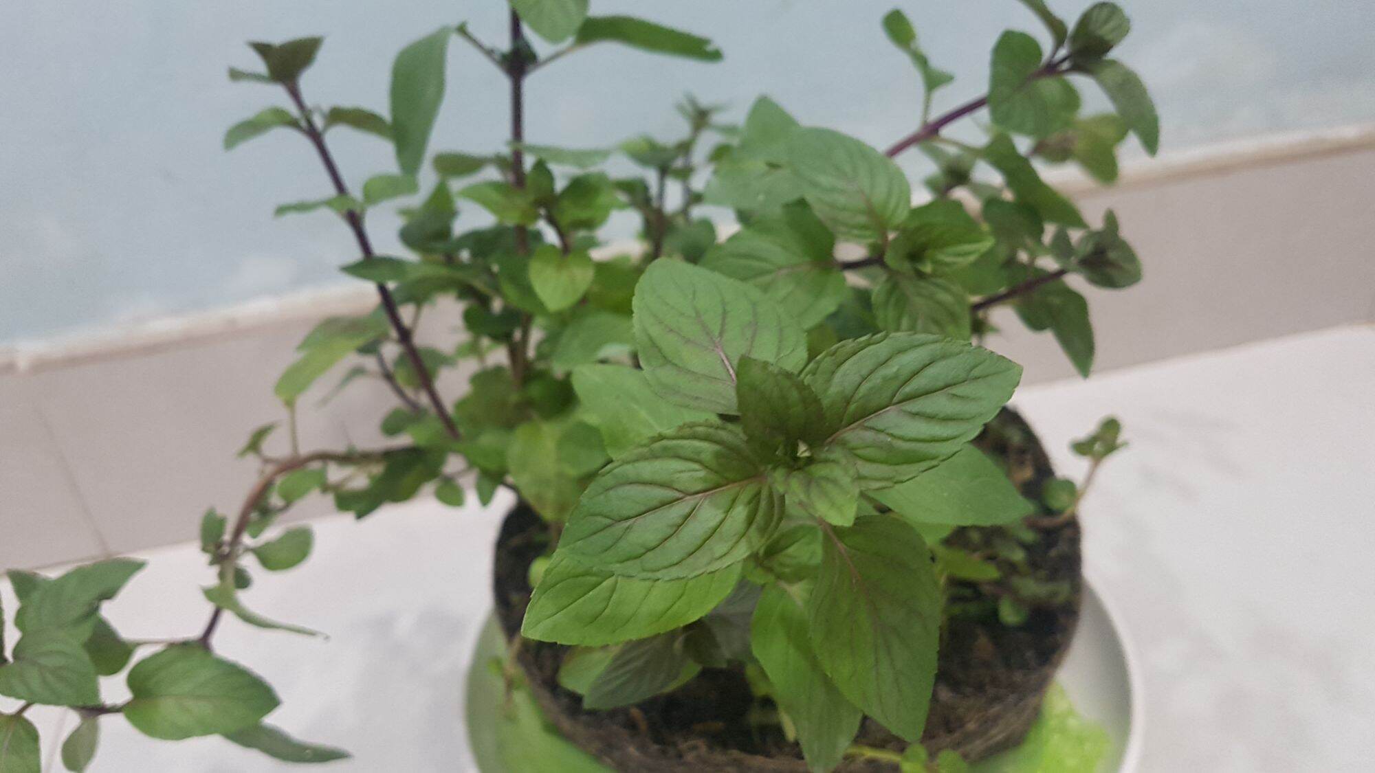 Chậu Cây Bạc hà Peppermint