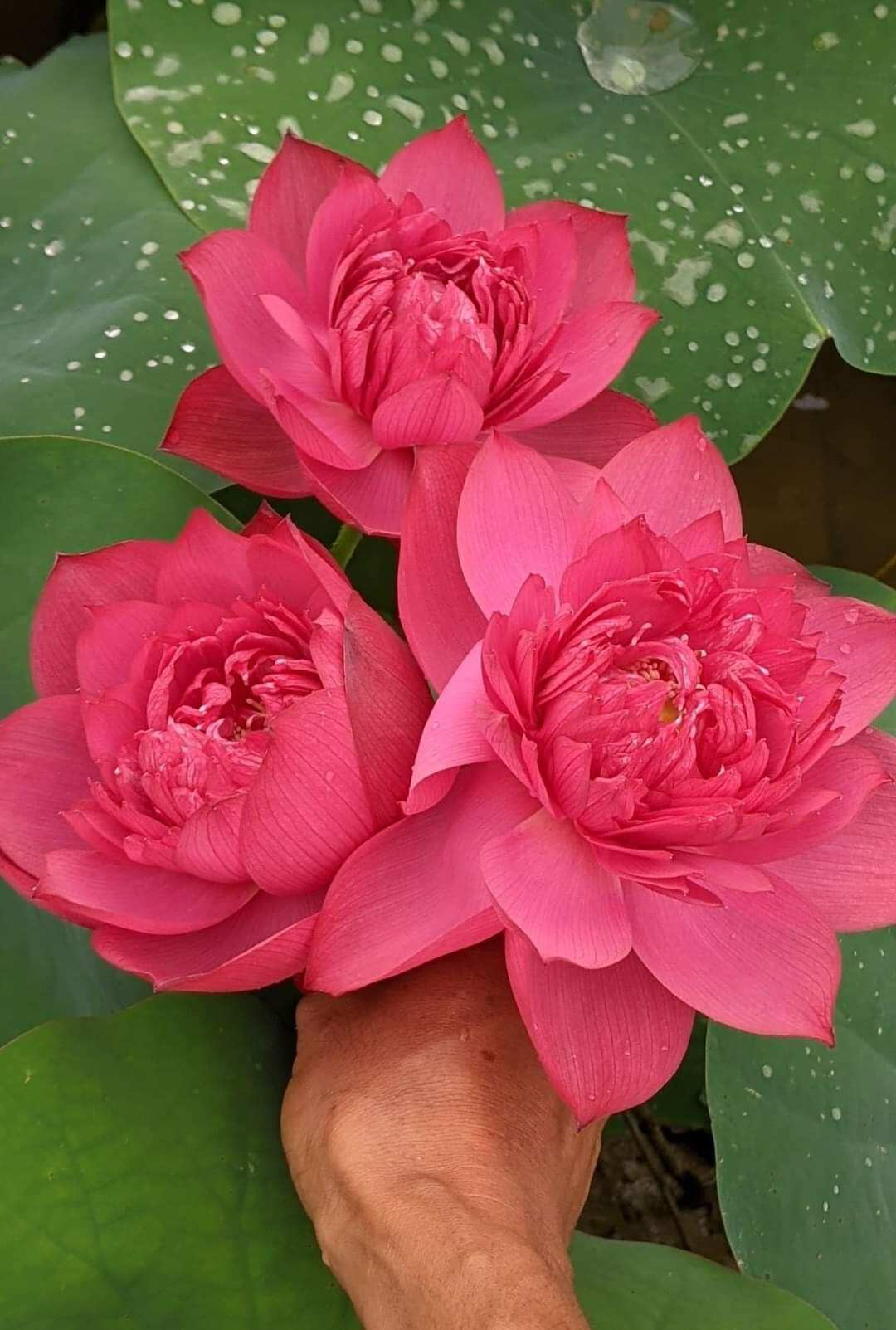củ sen đỏ huyết