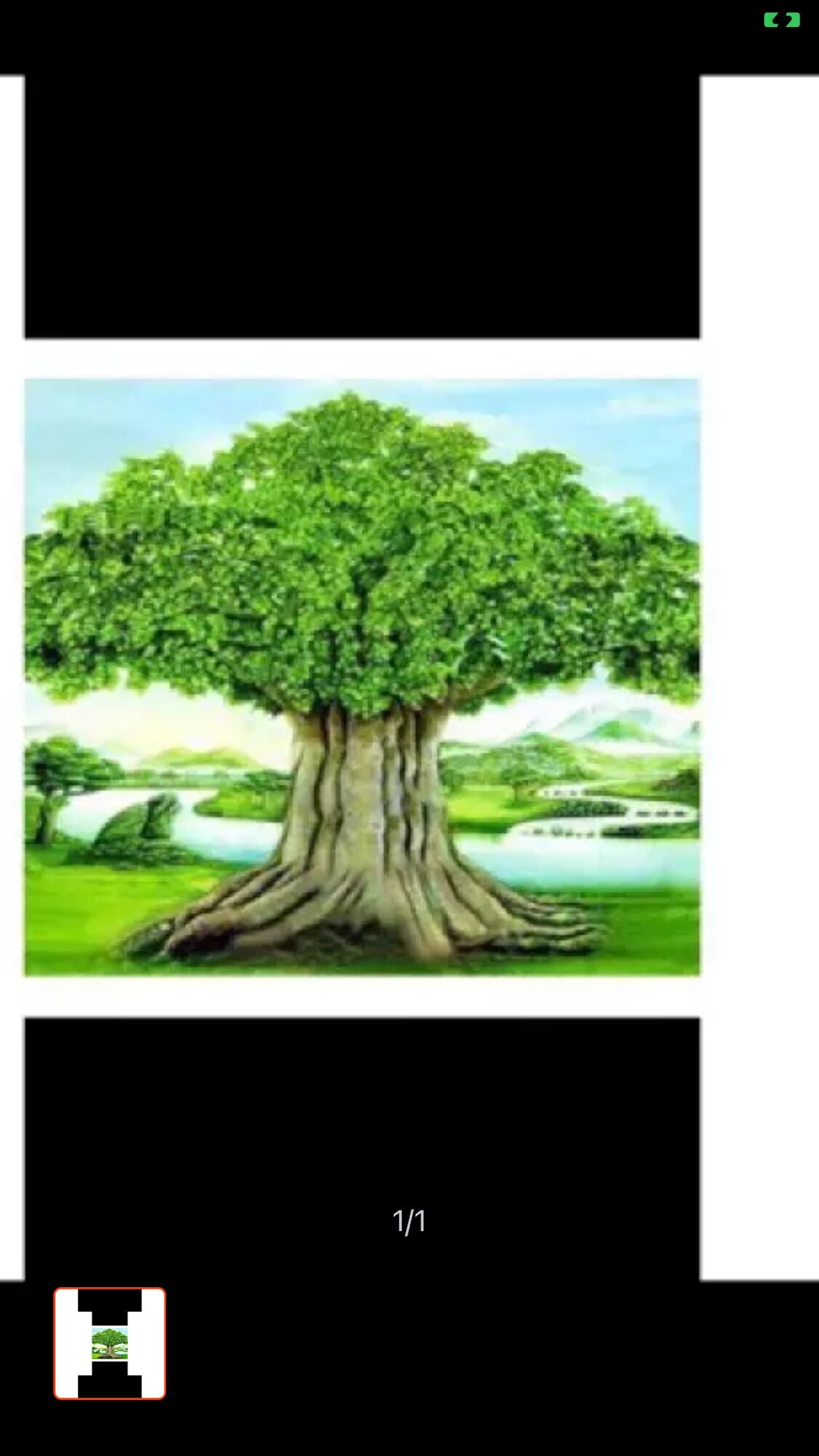 Tranh dán tường cây bồ đề kt 80x60 cm