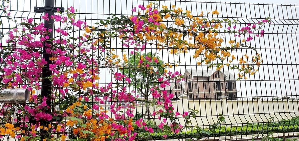 Phân Bón Hữu Cơ Samurai NK Nhật Bản