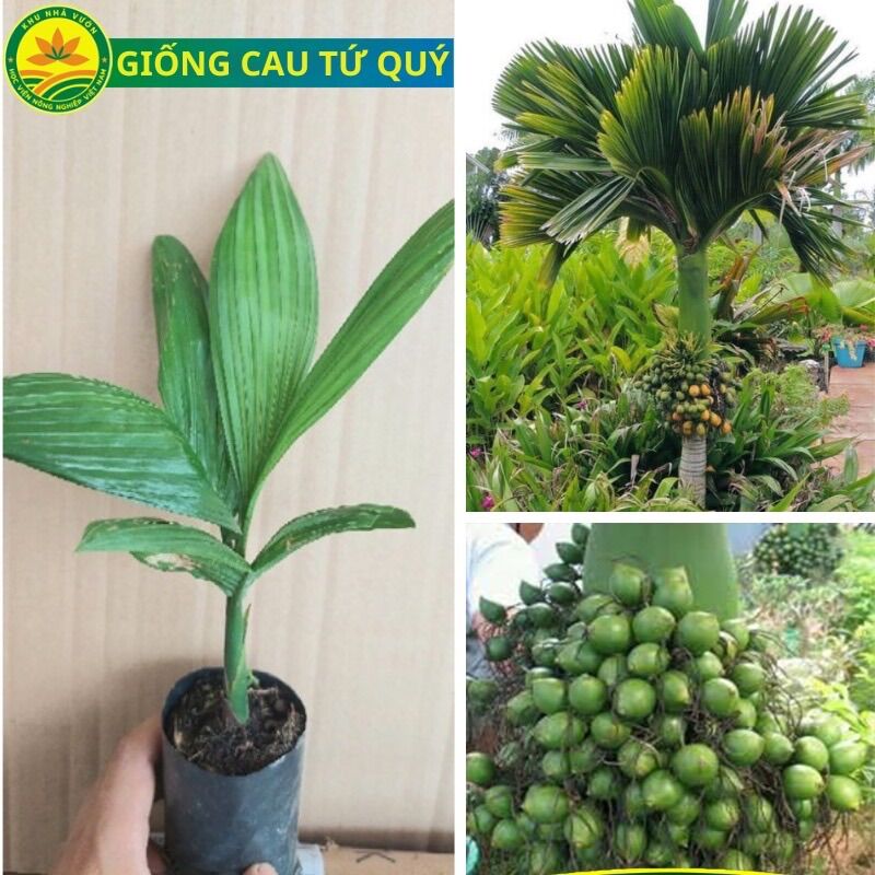 CÂY GIỐNG CAU LÙN TỨ QUÝ