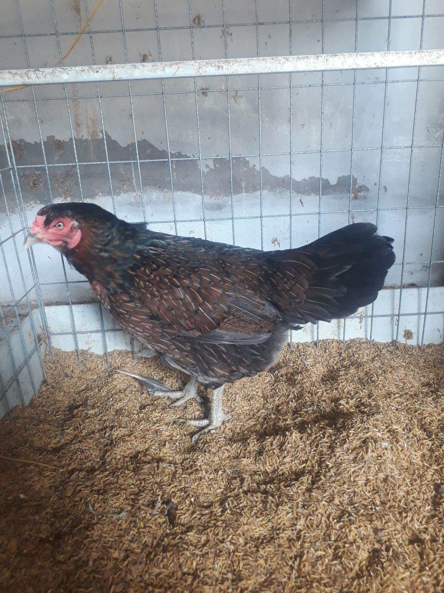 GÀ NÒI VIỆT RẶC ,10 TRỨNG GÀ NÒI VIỆT ẤP NỞ CON GIỐNG .TRẠI GÀ NÒI THÀNH ĐÔNG LONG AN.