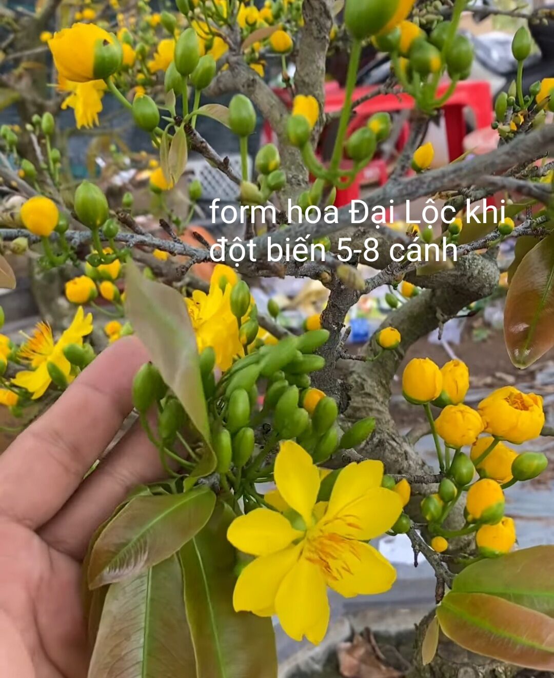 BONSAI MAI ĐẠI LỘC, ĐẾ ĐẸP, (VƯỜN NGHỈ TẾT, MÙNG 8 BÁN LẠI)