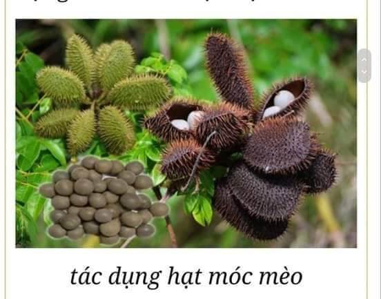 200g hạt móc mèo. lh 0975449688