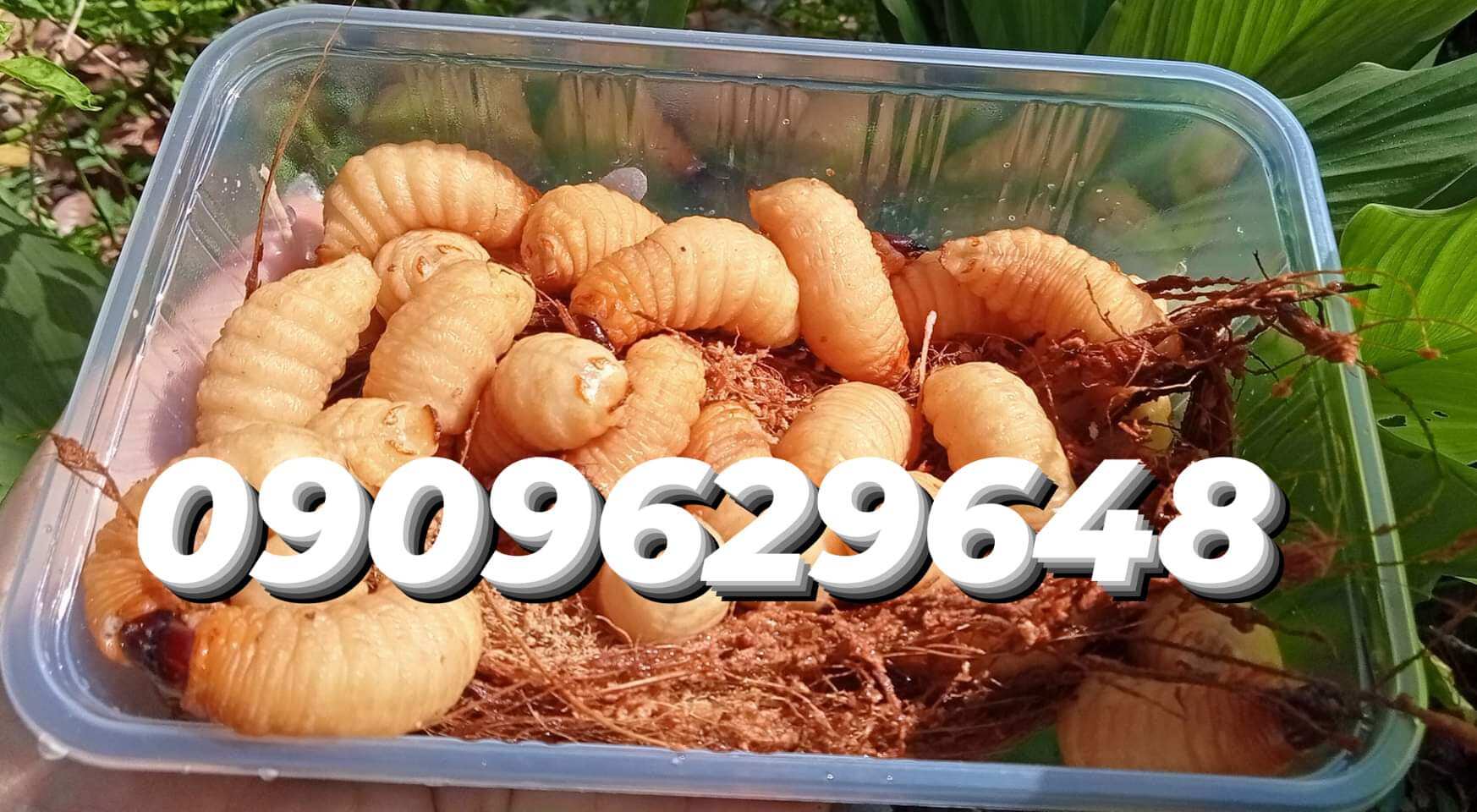 Đuông dừa bến tre 6k con ( Bộ sản phẩm 35 con)