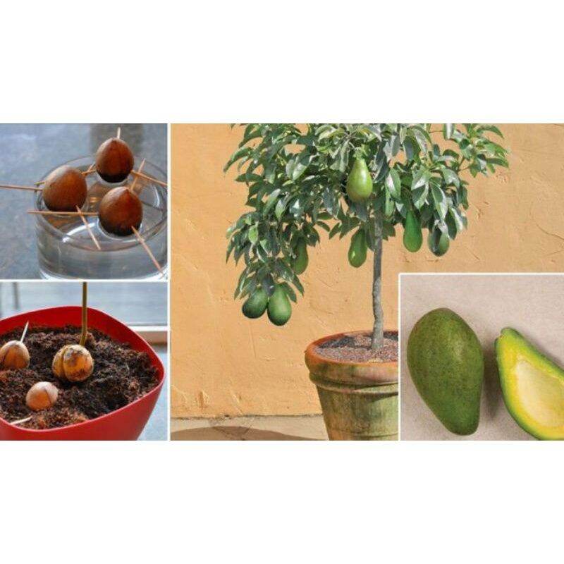 Cây giống bơ lùn thái lan (trồng chậu siêu sớm)