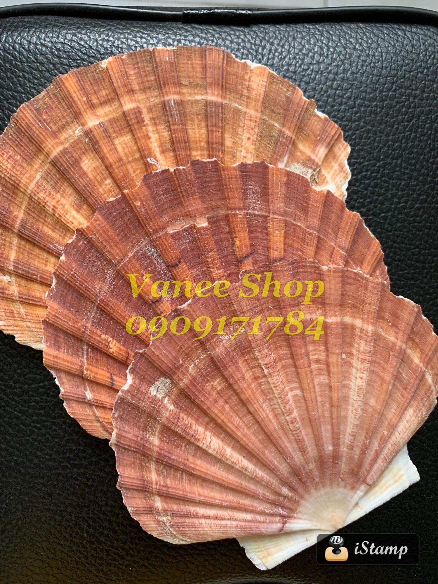 Vỏ điệp nâu đại