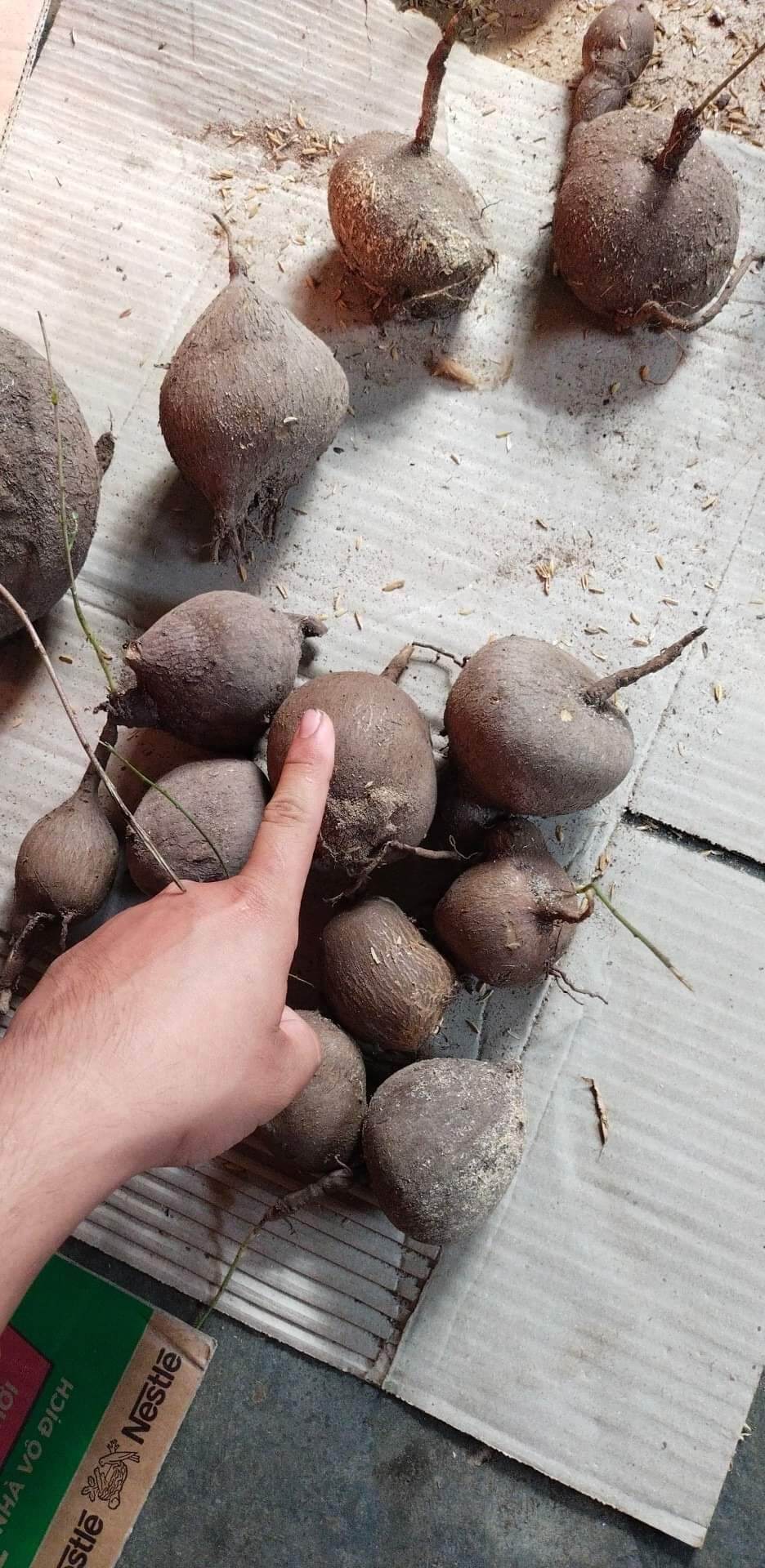 củ bình vôi, cây để bàn phong thủy