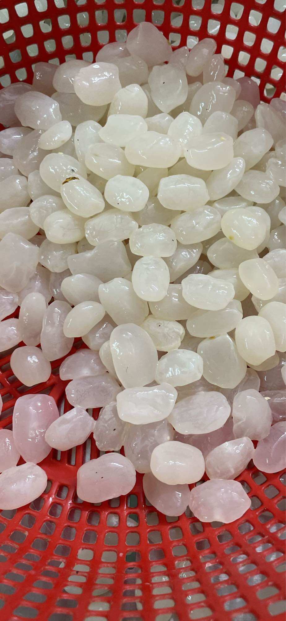 1KG Hạt Đác Tươi size Trung Nhỏ