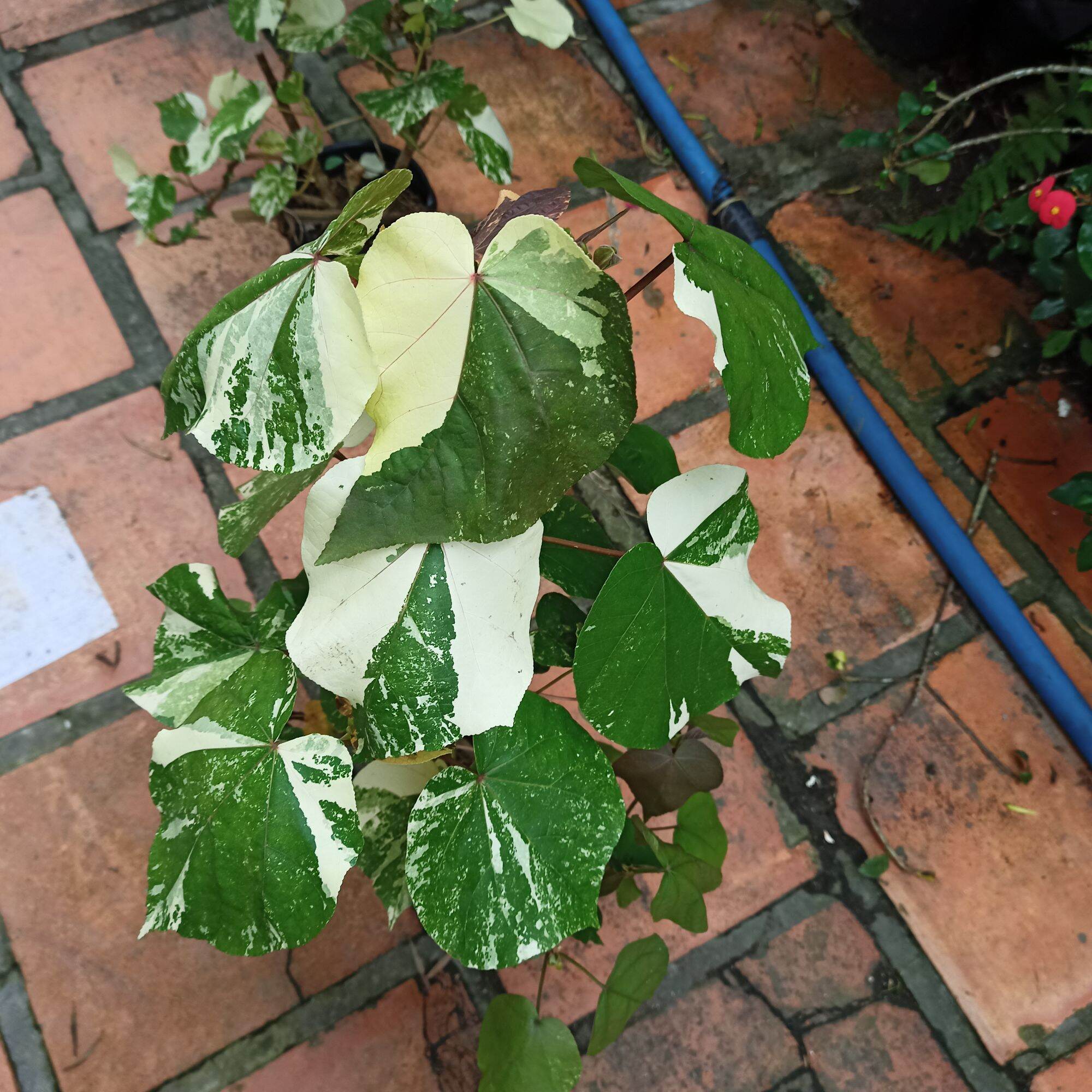 Cây tra var - hibiscus tiliaceus