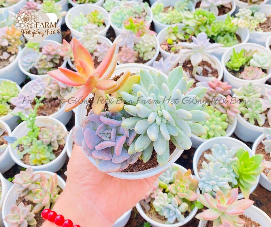 SEN ĐÁ RANDOM SIZE TRUNG BÌNH “HẠT DẺ’’ 9-12CM (1 CÂY)🏺MUA NHIỀU CHỌN KHÁC LOẠI (TỐI ĐA 5 LOẠI) 🌈