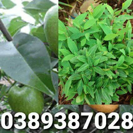 Cây giống bình bát,1 cây