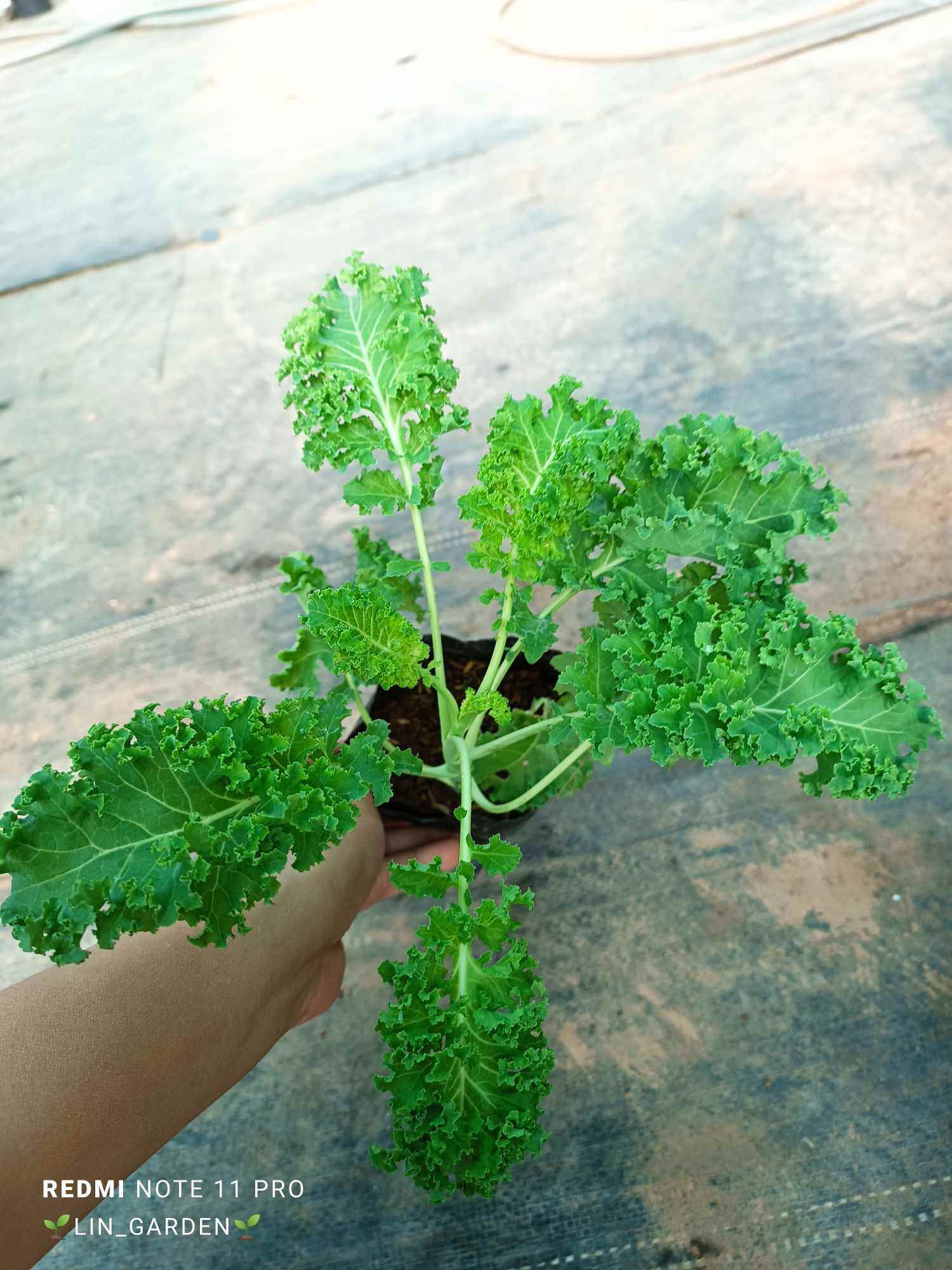 Cây giống Cải Kale giống Mỹ