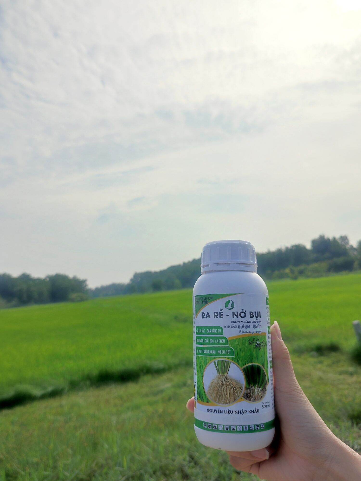 ra rễ nở bụi chuyên lúa 500ML