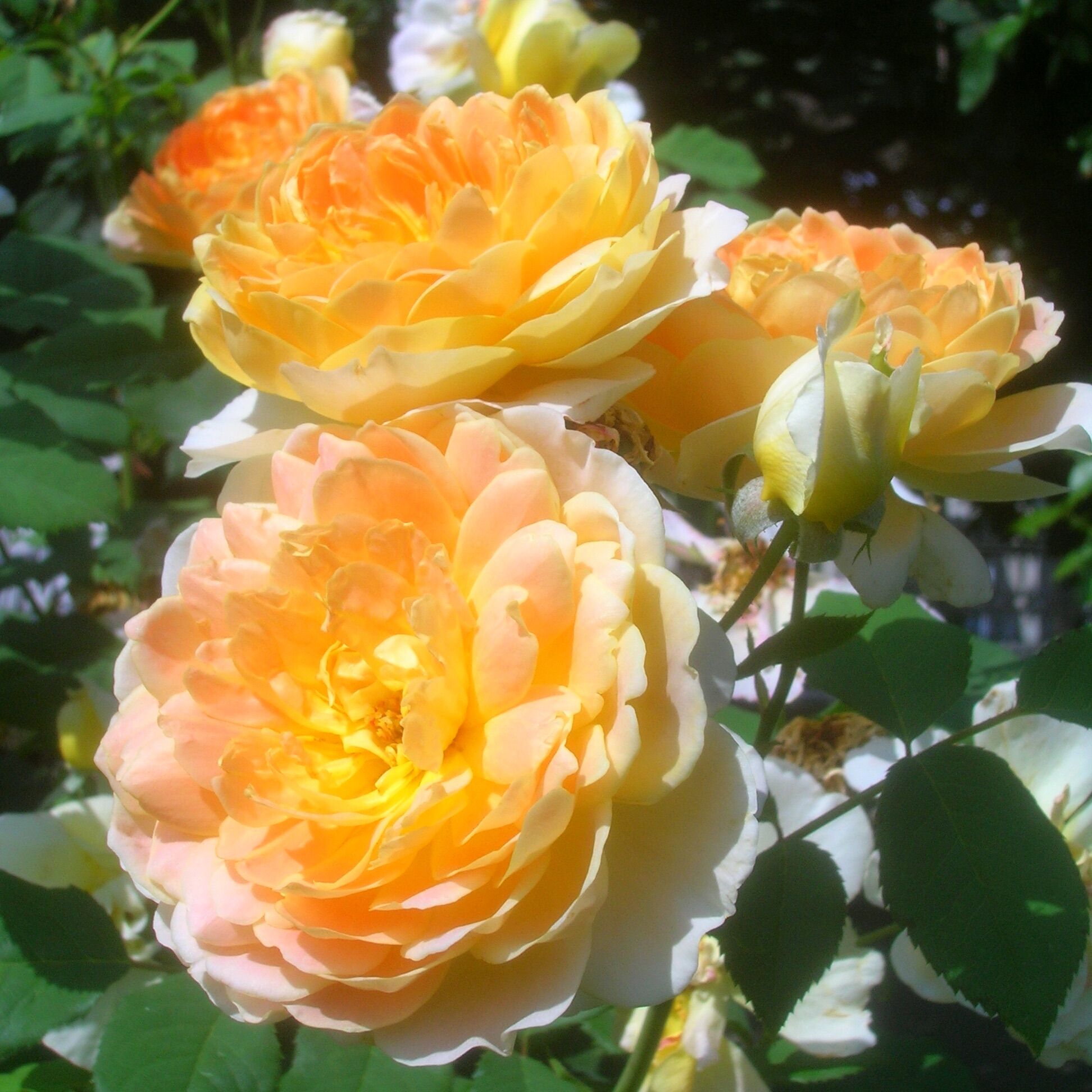 Hoa hồng Molineux rose – Hoa hồng vàng đẹp