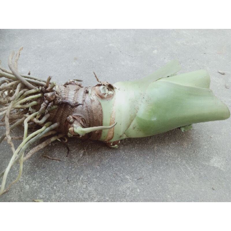 Cây giống bạc hà nui 1 củ