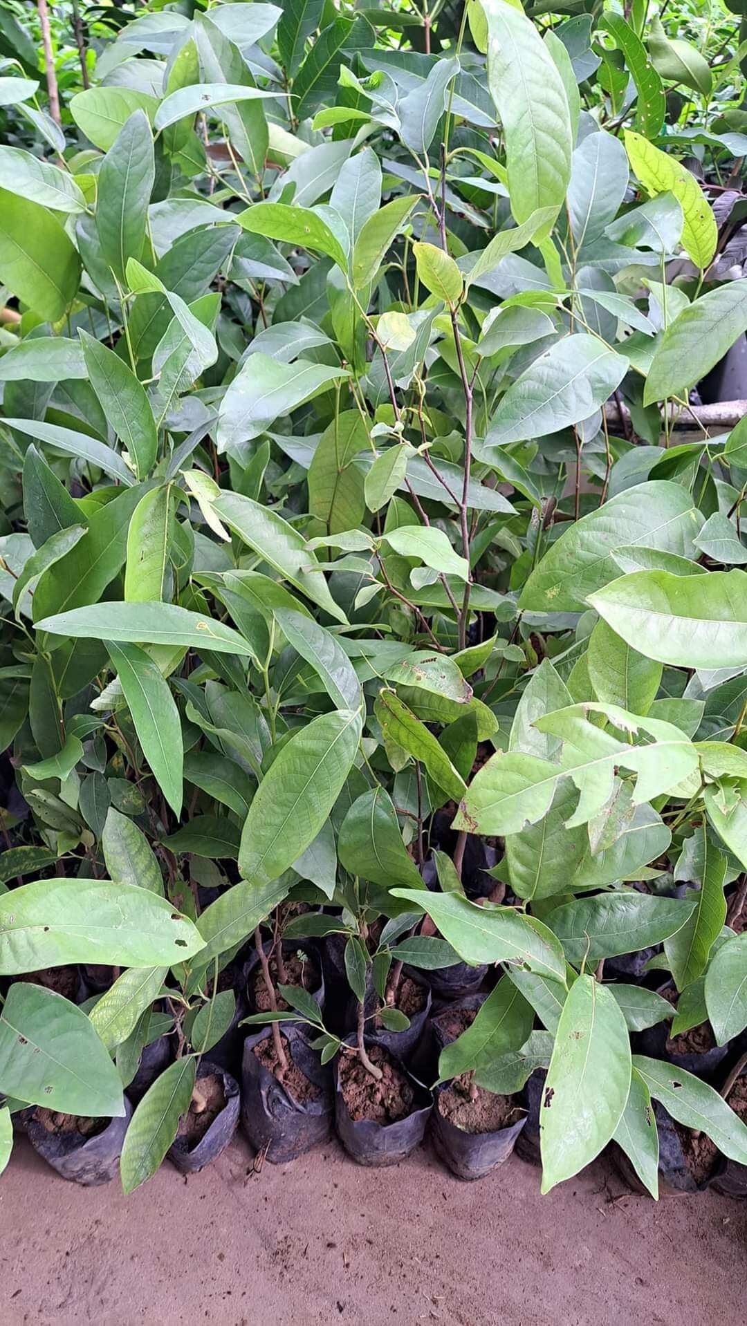 CÂY GIỐNG gùi rừng