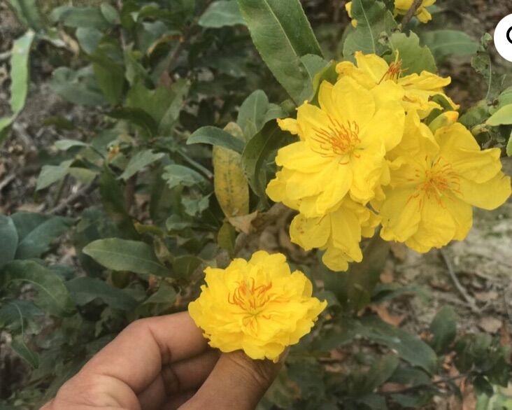 Cây Mai ghep Cúc thọ hương