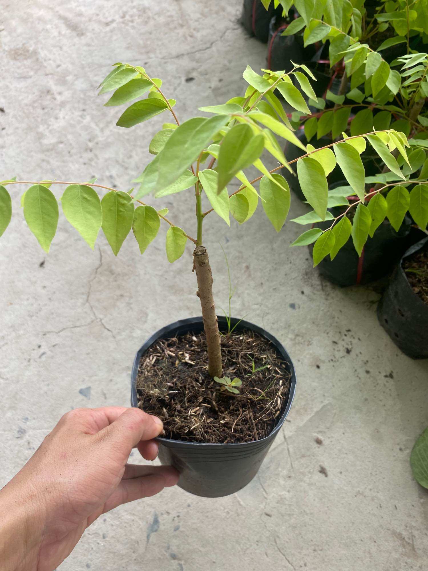 Cây giống chùm ruột ngọt