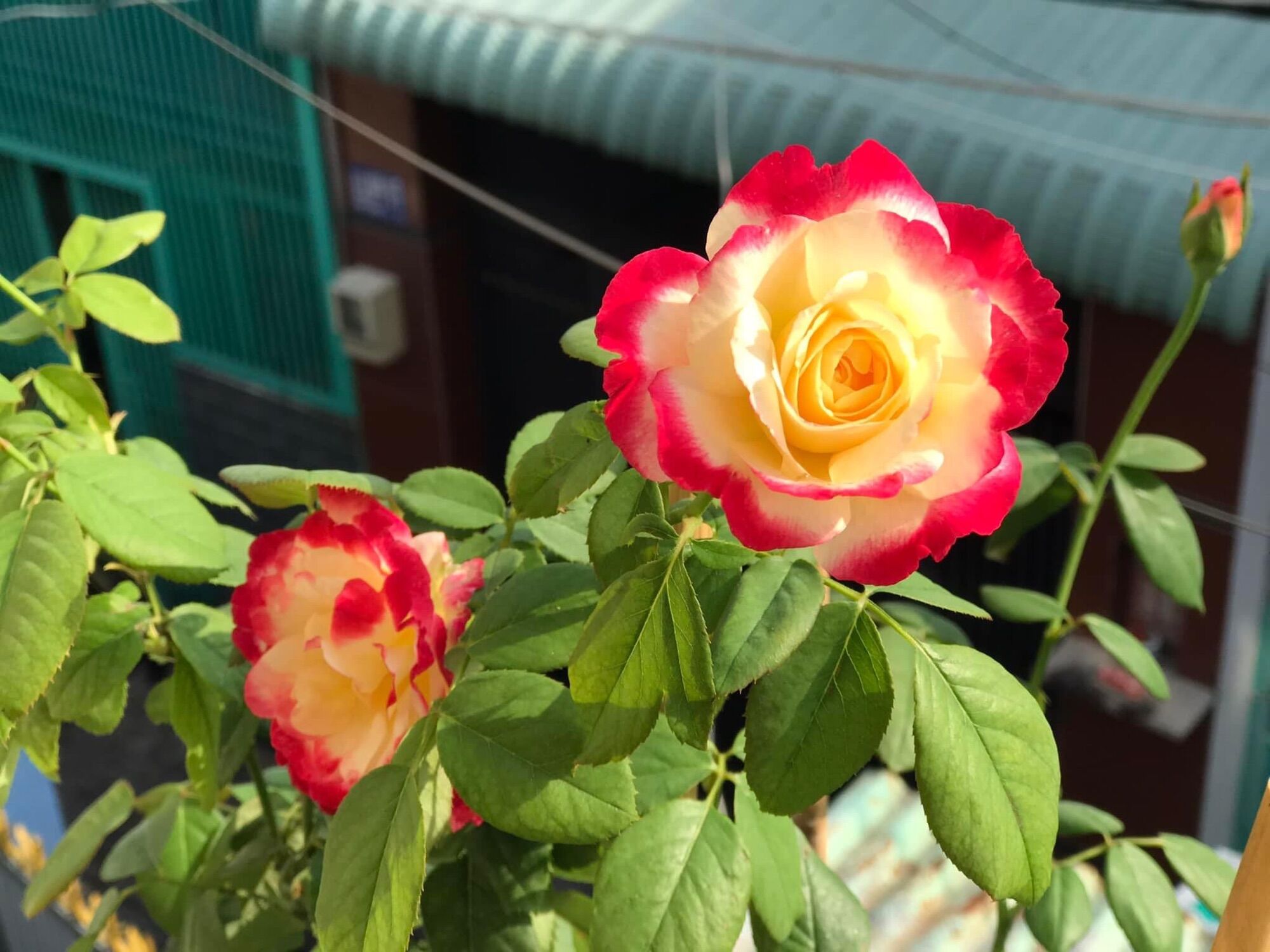 Hoa hồng ngoại nb Double delight rose size trung