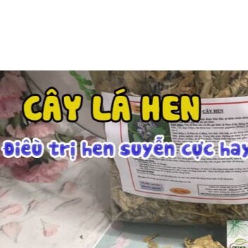 500gr cây lá hen chống hen hiệu quả.