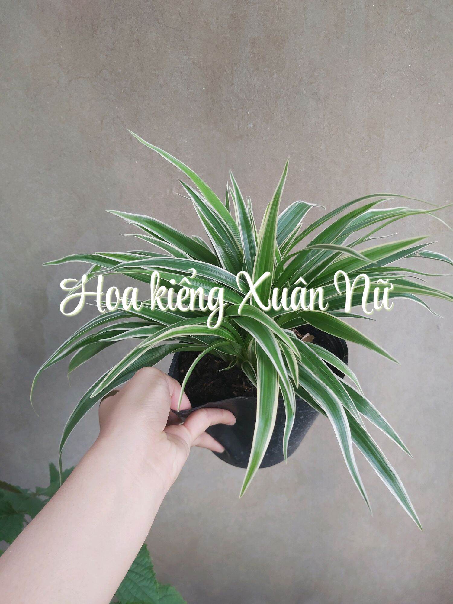 Cây ngải nàng rù