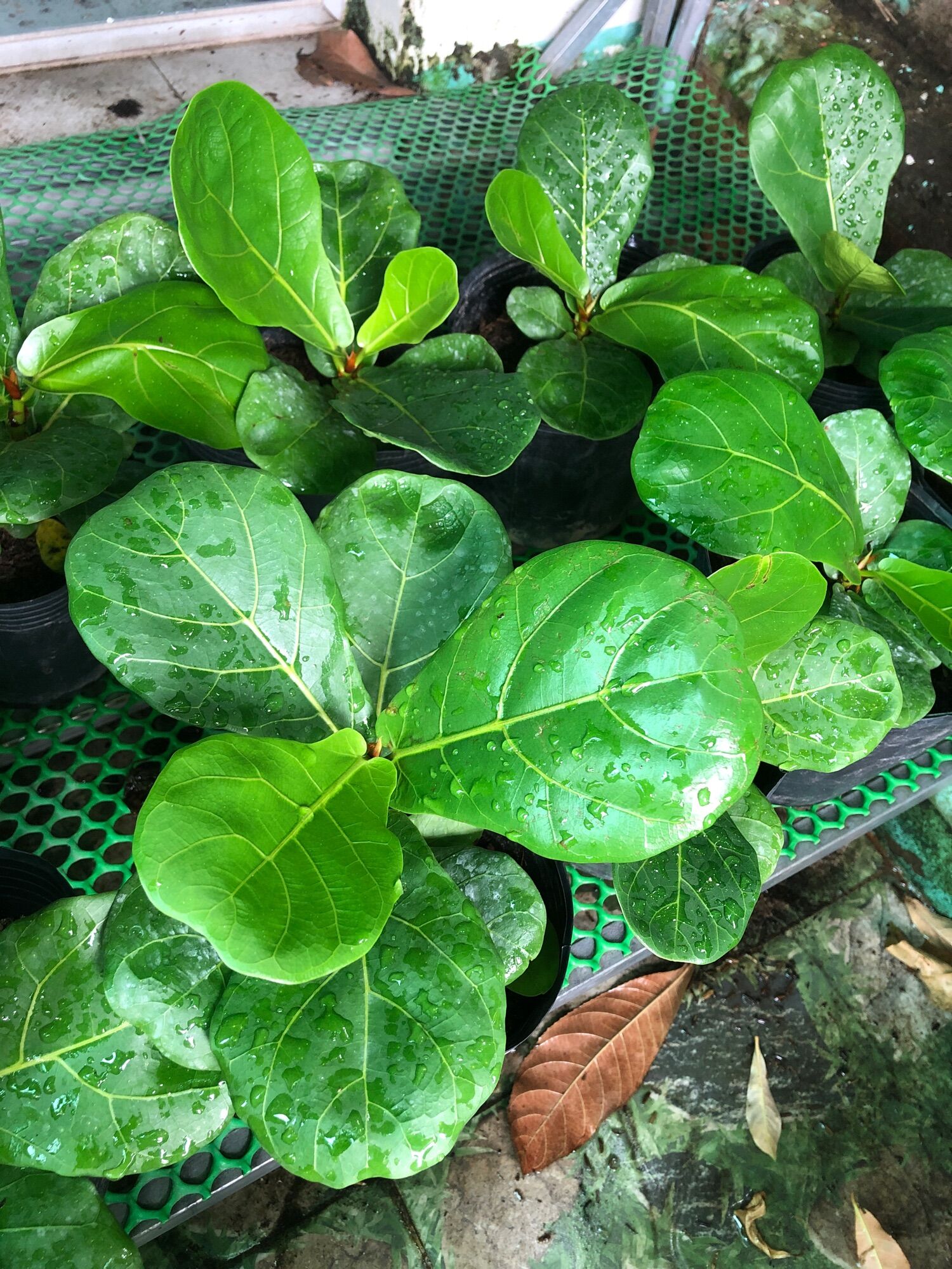 Cây bàng Singapore mini để bàn