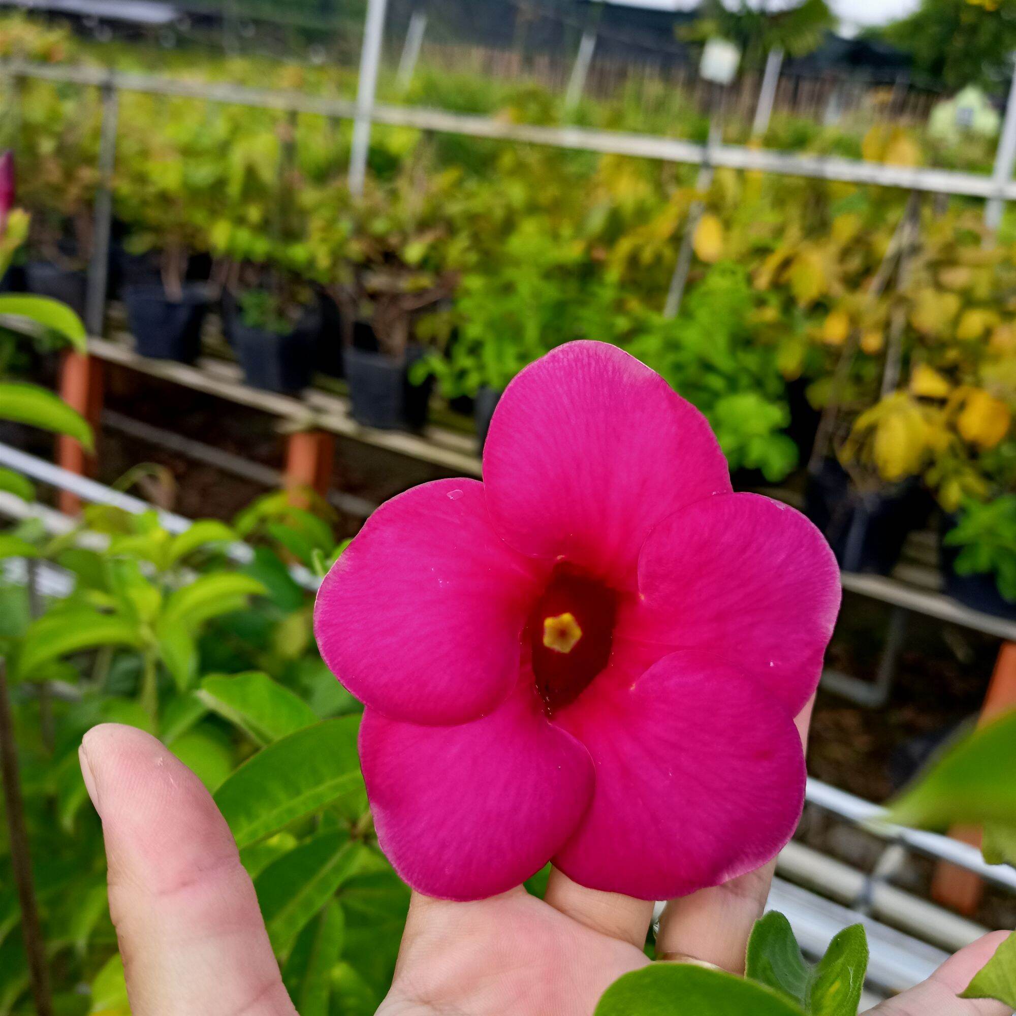 Chậu cây huỳnh anh hoa màu tím hồng