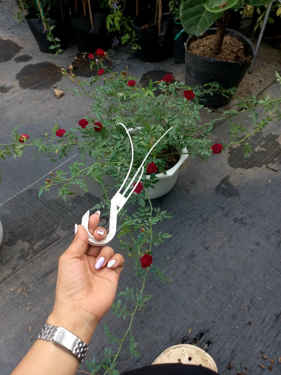 Hồng  leo siêu hoa