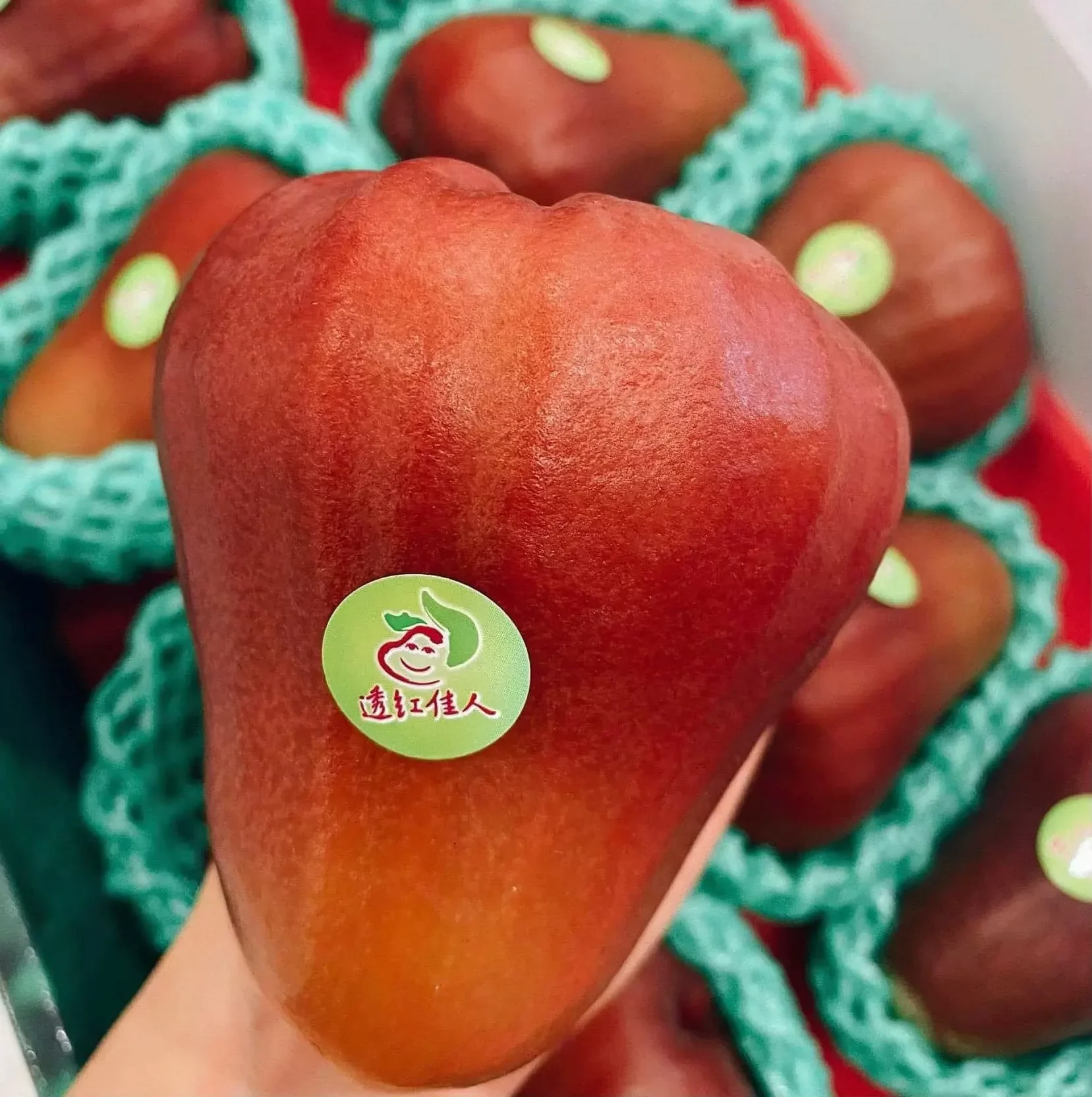  Cây giống mận ngọc bích Đai Loan 