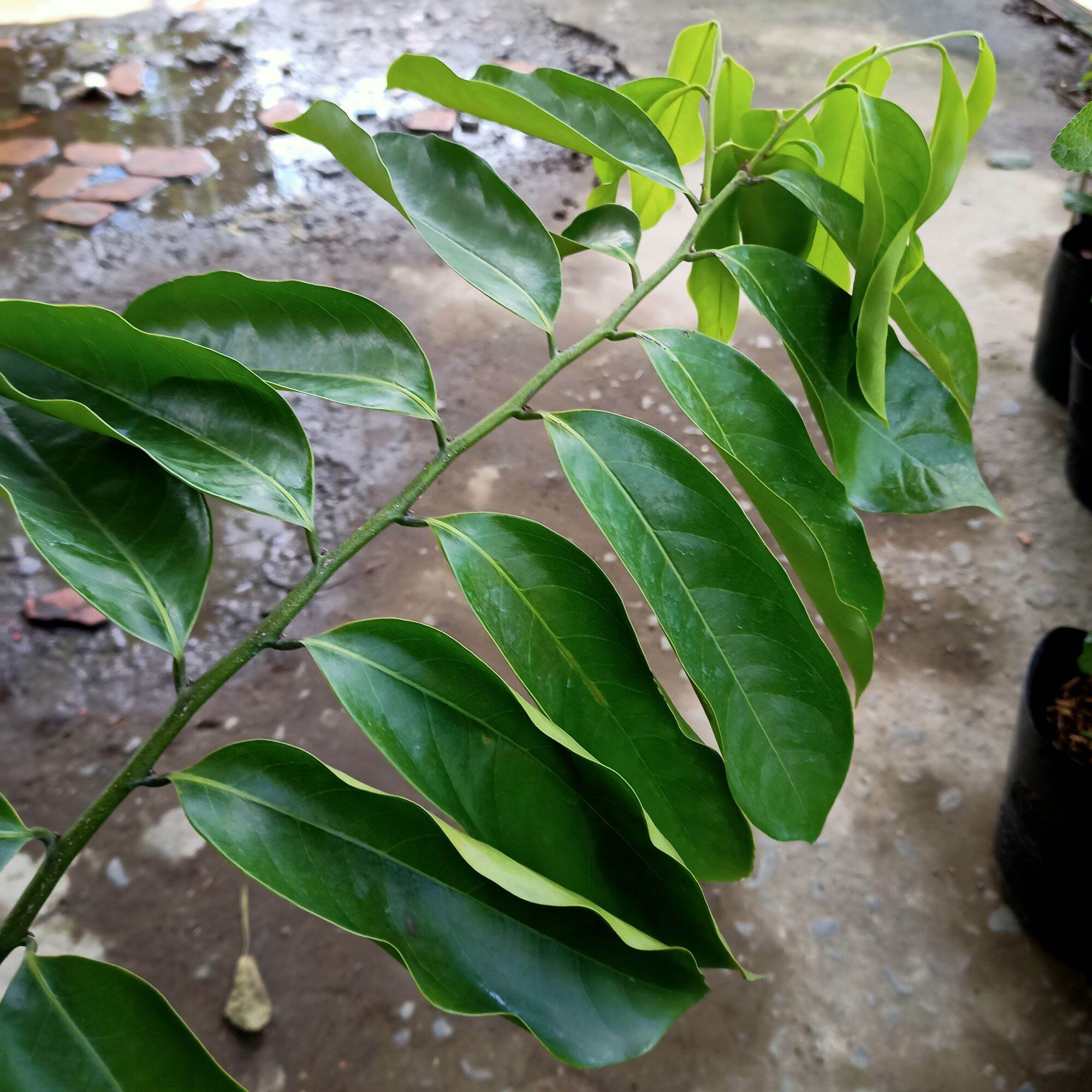 Chậu cây hoa dẻ
