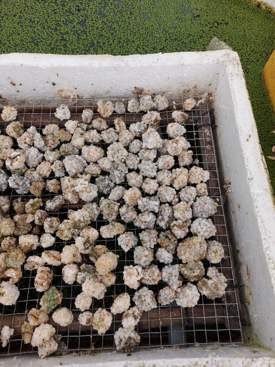 600g trứng ốc bươu đen