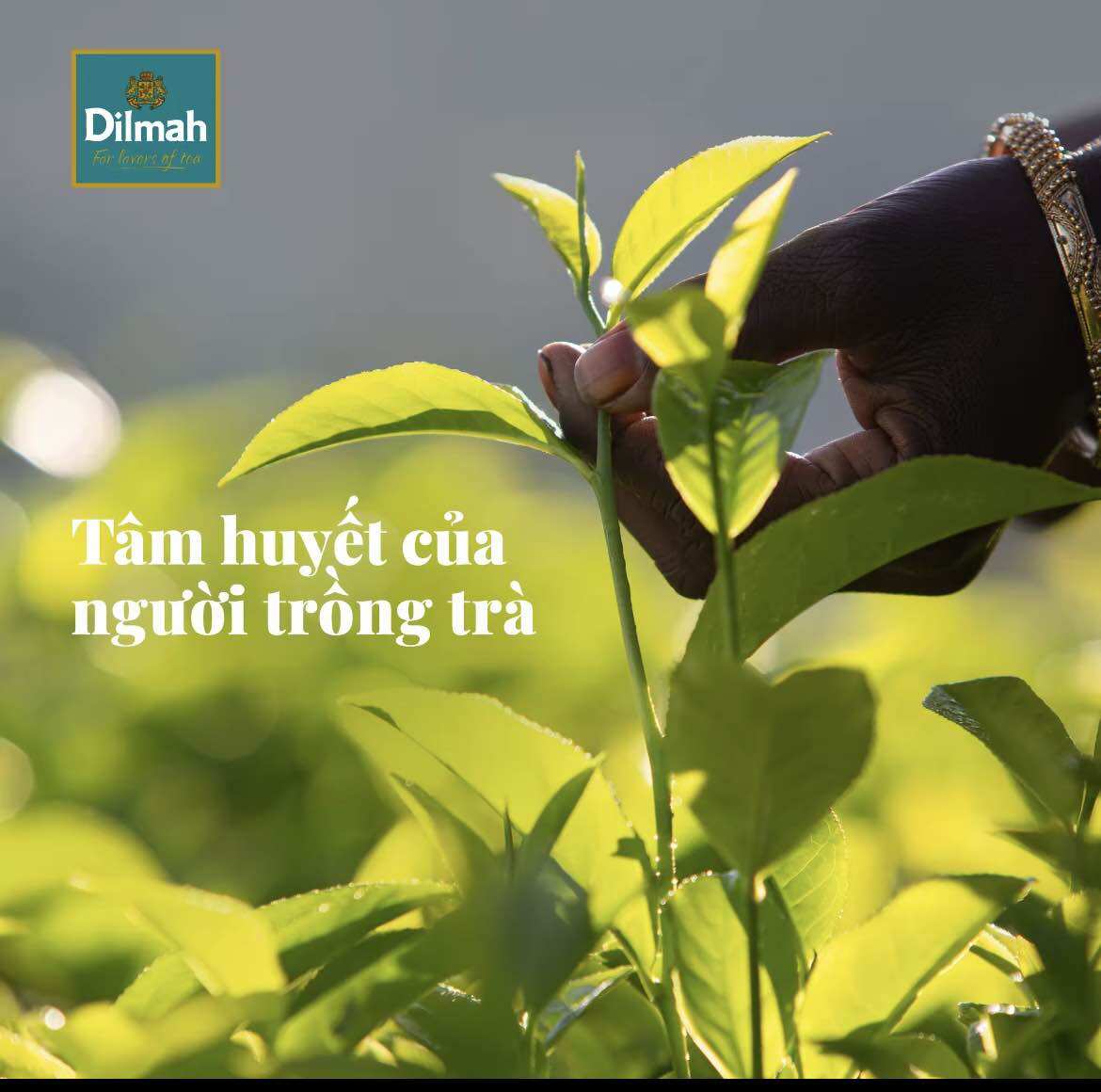 TRÀ DILMAH BÁ TƯỚC