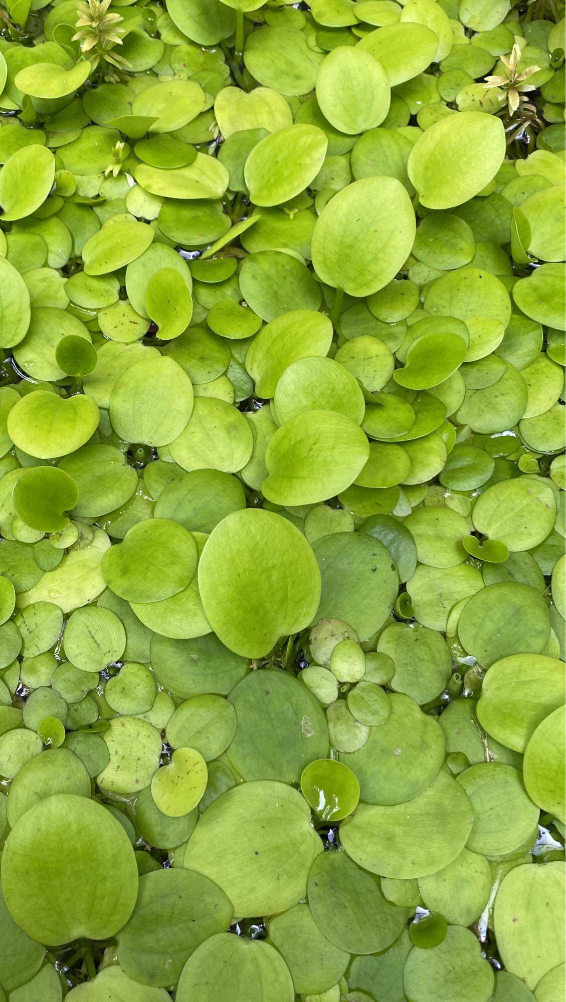 15 cây Bèo Nhật thủy sinh