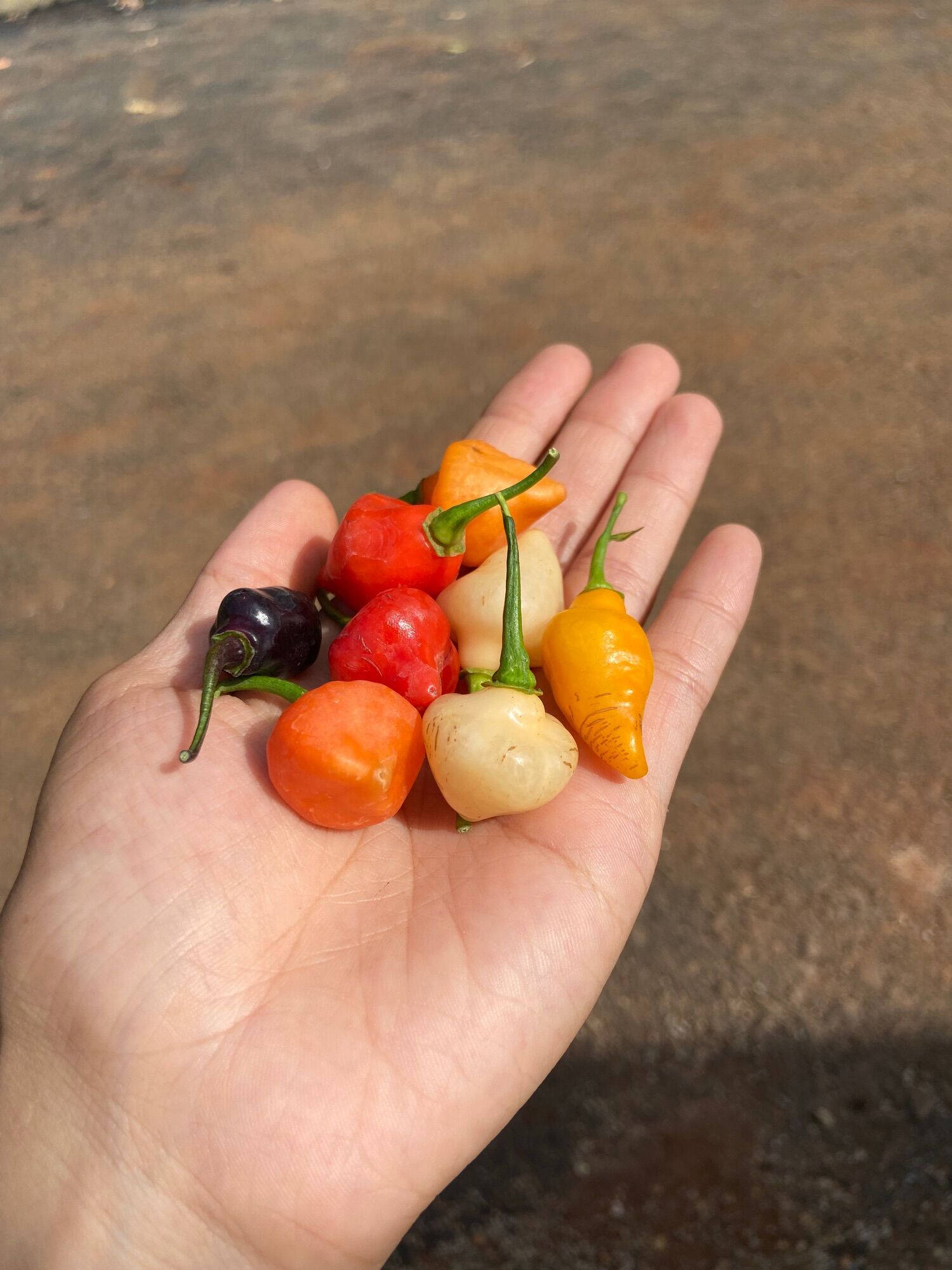 Combo 8q ớt ngọt cherry nhiều màu