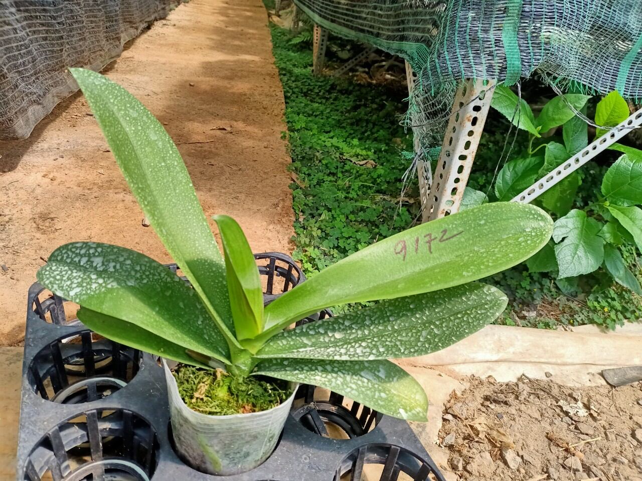 hồ điệp cốc 3.5, mã 9172