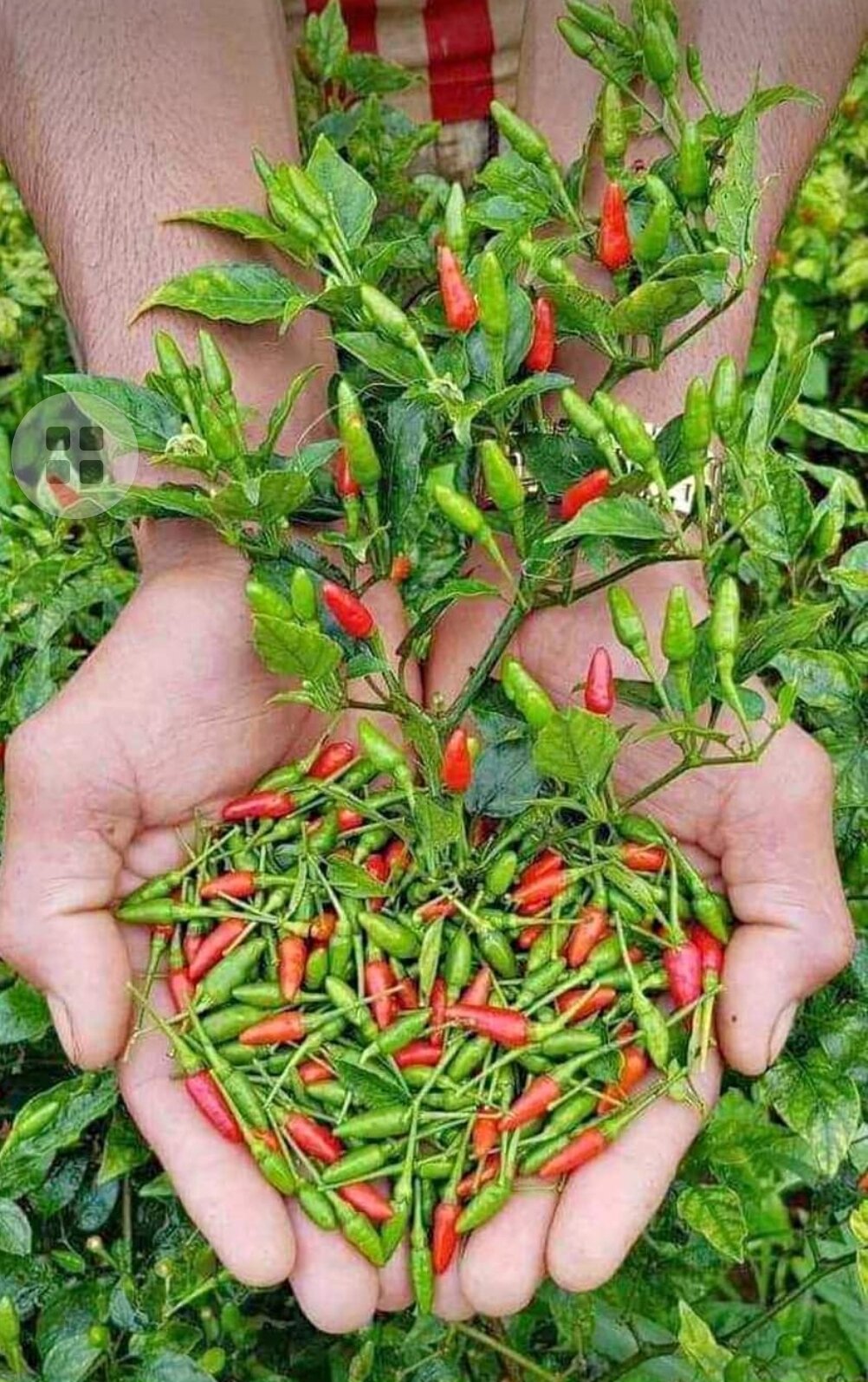 Hạt giống ớt xiêm trái nhỏ cay thơm, Hạt giống qua xử lý lhangs sâu bệnh tốt