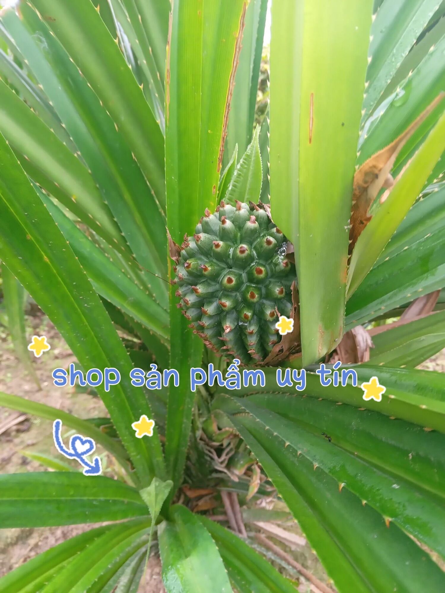Cây dứa dại đa công dụng (cây giống có rễ)