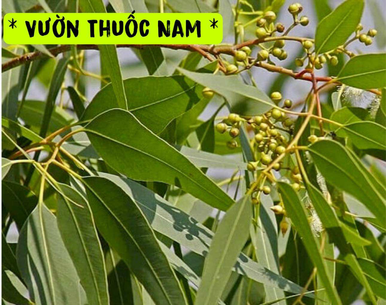 1kg lá bạch đàn tươi lá khuynh diệp tươi 1kg